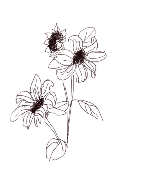 Papatya Ayçiçeği Çiçekleri Beyaz Arkaplanda Siyah Beyaz Çizimler Yüksek Kaliteli — Stok fotoğraf