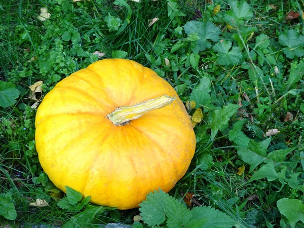 Outono Amarelo Abóbora Madura Grama Para Ação Graças Halloween Foto — Fotografia de Stock