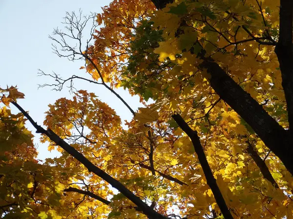 Autumn Yellow Foliage Sky Selective Focus High Quality Photo — Stock Photo, Image