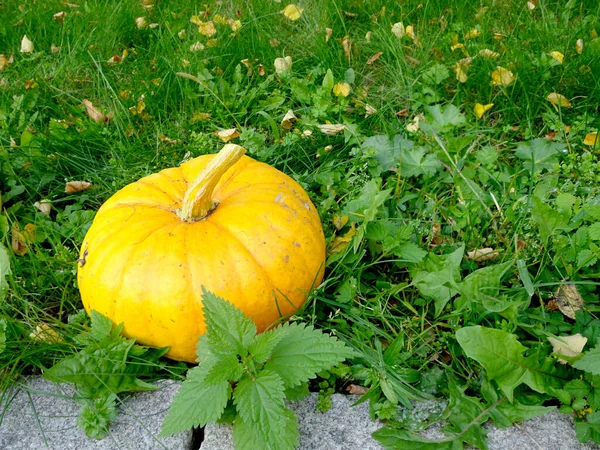 Gele Herfst Rijpe Pompoen Het Gras Voor Thanksgiving Halloween Hoge — Stockfoto