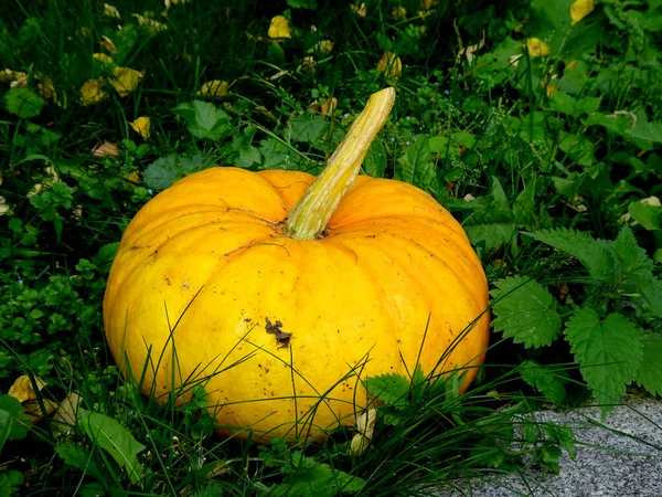 Outono Amarelo Abóbora Madura Grama Para Ação Graças Halloween Foto — Fotografia de Stock