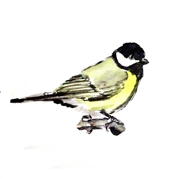 Tit Bird Watercolor Drawing White Background High Quality Illustration — Foto Stock