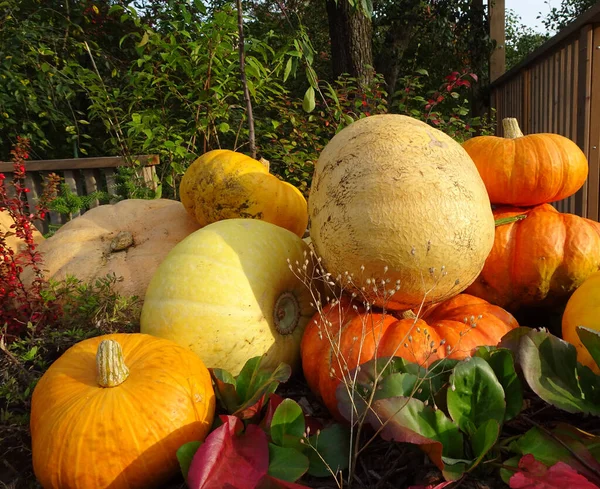 Zbiory Żółtych Pomarańczowych Dyń Święto Dziękczynienia Halloween Wysokiej Jakości Zdjęcie — Zdjęcie stockowe