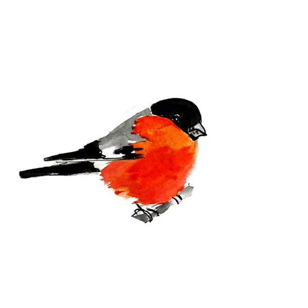 Bird Bullfinch Watercolor Drawing White Background High Quality Illustration — Stock Photo, Image