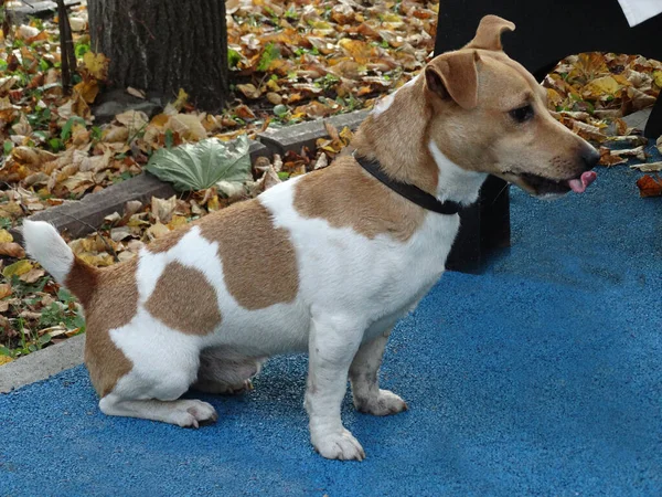 Weiß mit Ingwerflecken junger süßer Hund auf blauem Boden und verschwommenem Herbsthintergrund, selektiver Fokus — Stockfoto