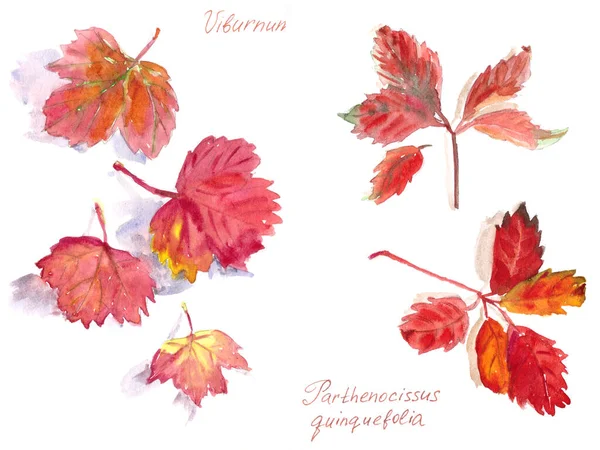 Conjunto de folhas de outono, aquarela sobre um fundo branco, Viburnum e Virginia inscrições rastejante em inglês e latim — Fotografia de Stock