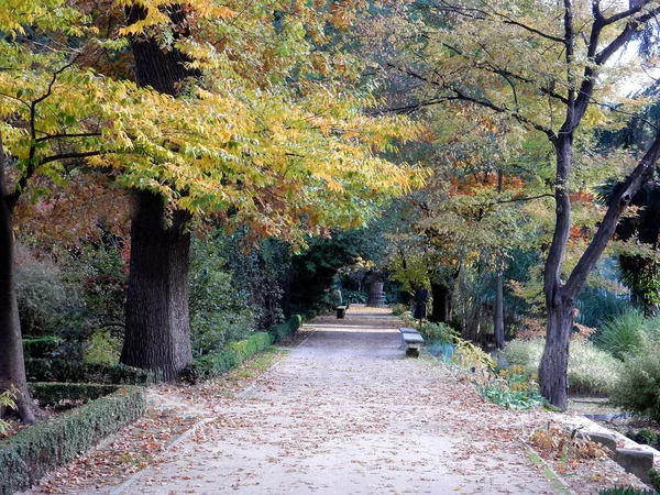 Parque de outono com folhas caídas nas passarelas e árvores amarelas, foco seletivo — Fotografia de Stock