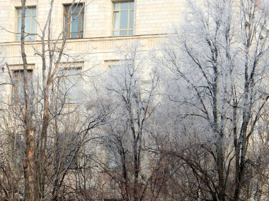 Güneşli bir günde, ağaç dallarında beyaz don, seçici bir odak. Yüksek kalite fotoğraf