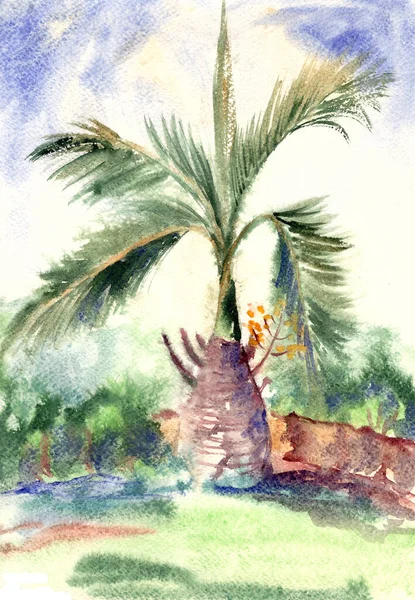 Palmeira florescente, desenho em aquarela, esboço de viagem — Fotografia de Stock