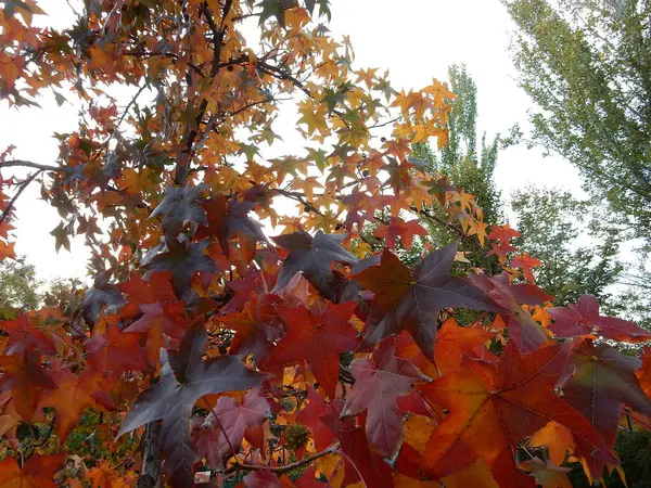 가을의 단풍나무는 공원의 배경에 오렌지 단풍나무로 선택적 초점을 맞춘다 고품질 — 스톡 사진