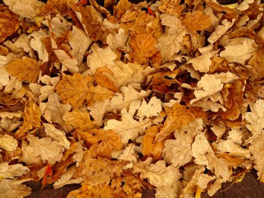 Yağmur damlalarında düşen sonbahar meşesi yaprakları, seçici bir odak noktası. Yüksek kalite fotoğraf