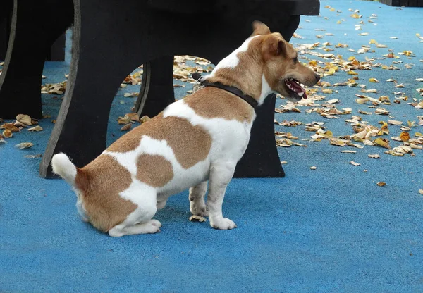 Weiß Mit Ingwerflecken Junger Süßer Hund Auf Blauem Boden Und — Stockfoto