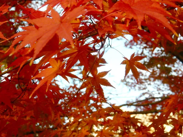 Folhas Bordo Outono Japonês Vermelho Contra Céu Foco Seletivo Fundo — Fotografia de Stock