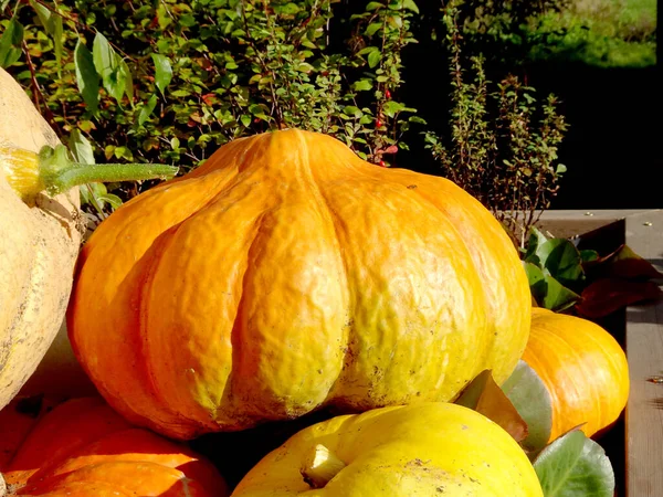 Colheita Abóboras Amarelas Laranja Para Ação Graças Halloween Foto Alta — Fotografia de Stock