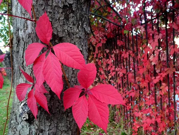 Hojas Rojas Otoño Uvas Jóvenes Sobre Fondo Borroso Enfoque Selectivo — Foto de Stock