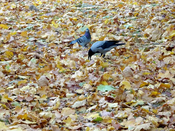 Corbeau Pigeon Parmi Les Feuilles Tombées Automne Foyer Sélectif Fond — Photo