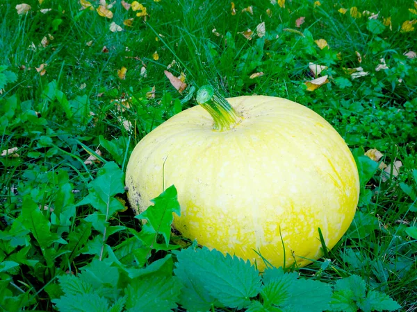 Outono Amarelo Abóbora Madura Grama Para Ação Graças Halloween Foto — Fotografia de Stock