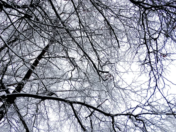 Alberi Ghiacciati Innevati Nel Parco Invernale Attenzione Selettiva Foto Alta — Foto Stock