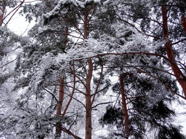 Soğuk ve karla kaplı çam dalları, seçici bir odak noktası. Yüksek kalite fotoğraf