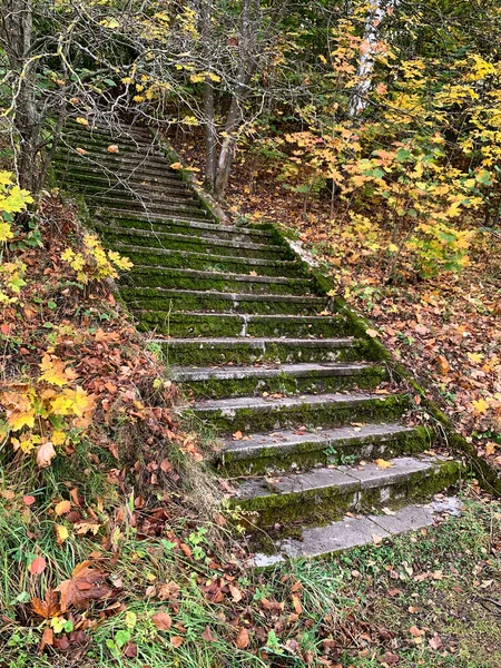 Vecchie Scale Nel Parco Tra Foglie Cadute Autunno Messa Fuoco — Foto Stock