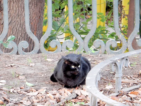 公園のオープンワークのフェンスの黒猫選択的フォーカスコピースペース 高品質の写真 — ストック写真