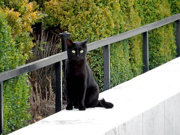 Μαύρη Γάτα Στο Ανοιχτό Φράχτη Του Πάρκου Επιλεκτική Εστίαση Χώρος — Φωτογραφία Αρχείου