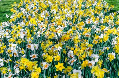 Bir bahçe, bahar arka planda nergis çiçekleri