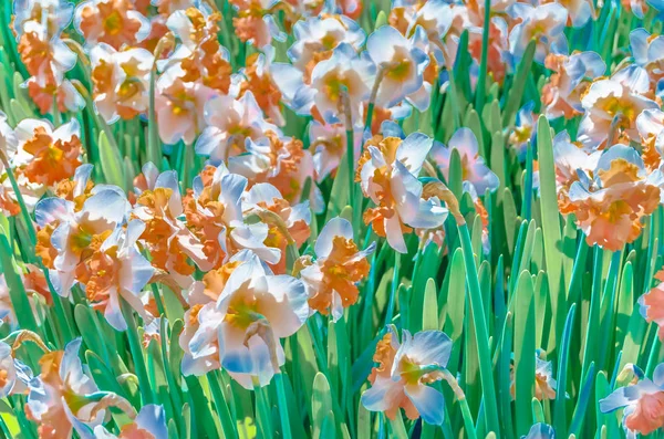 Colorful illustration of daffodil flowers in a garden