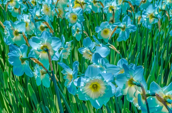 Colorful illustration of daffodil flowers in a garden