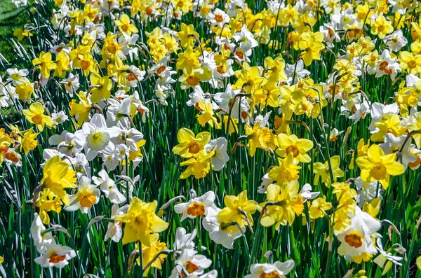 Цветы Нарциссов Саду Весенний Фон — стоковое фото