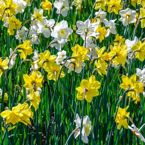 Fleurs Jonquille Dans Jardin Fond Printemps — Photo