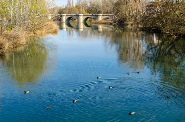 Ponte Medievale Pietra Sul Fiume Carrion Palencia Castiglia Leon Spagna — Foto Stock