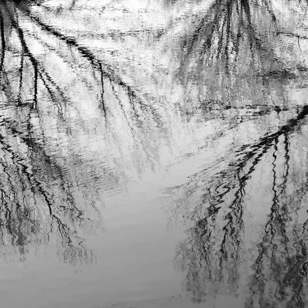 Natürlicher Hintergrund Der Äste Reflexion Wasser Schwarz Weiß Bild — Stockfoto