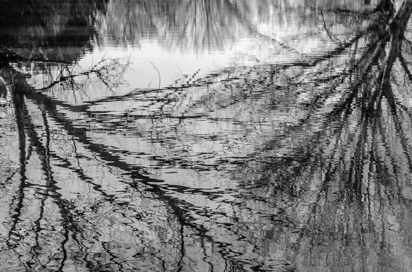Natürlicher Hintergrund Der Äste Reflexion Wasser Schwarz Weiß Bild — Stockfoto