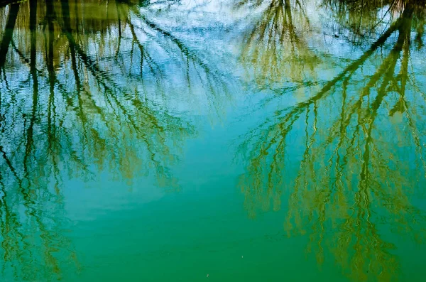 Fond Naturel Des Branches Arbres Reflet Dans Eau — Photo