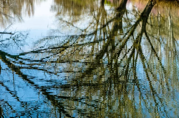 Естественный Фон Рефлексии Ветвей Деревьев Воде — стоковое фото