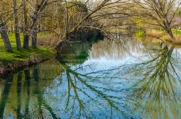 水の中の木の枝の反射の自然な背景 — ストック写真