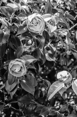 Camelia çiçekler bahar sırasında çiçeği bulunan Galiçya, İspanya