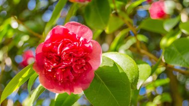 Camelia çiçekler bahar sırasında çiçeği bulunan Galiçya, İspanya