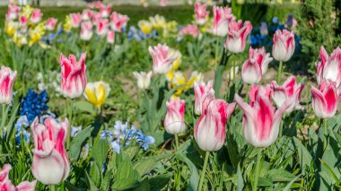 Bahar sırasında bir bahçe çiçeği renkli çiçekler