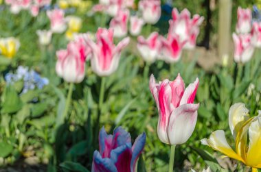 Bahar sırasında bir bahçe çiçeği renkli çiçekler