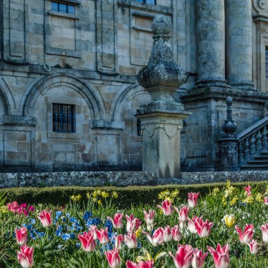 Bahar sırasında bir bahçe çiçeği renkli çiçekler