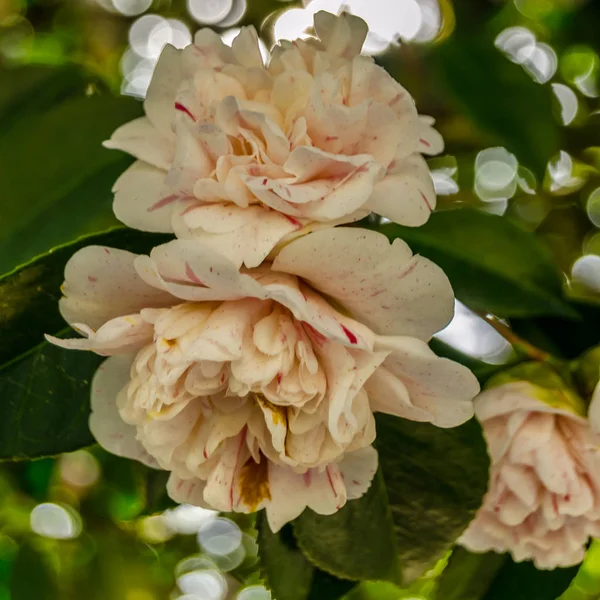 Flores Camelia Flor Durante Primavera Galicia Norte España — Foto de Stock