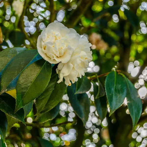 Camelia Flores Flor Durante Primavera Galiza Norte Espanha — Fotografia de Stock