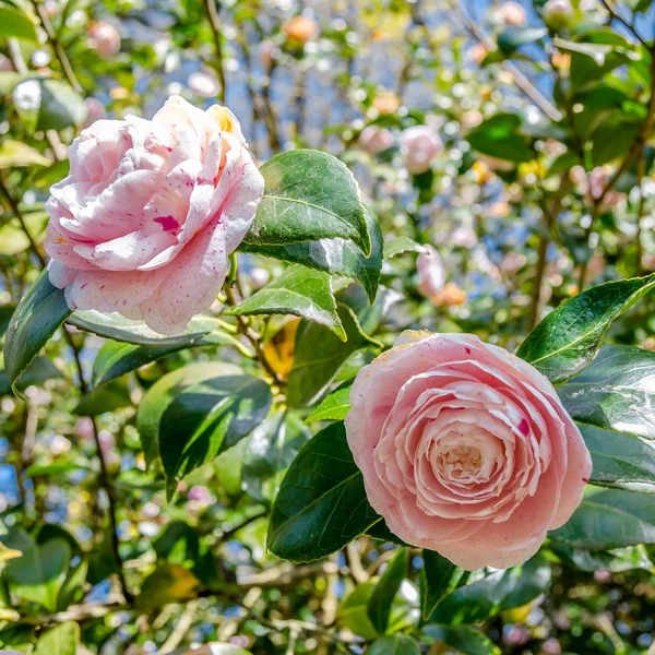 Camelia Květin Květu Během Jarní Galicii Severní Španělsko — Stock fotografie