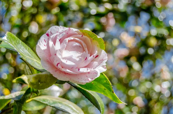 Camelia Květin Květu Během Jarní Galicii Severní Španělsko — Stock fotografie