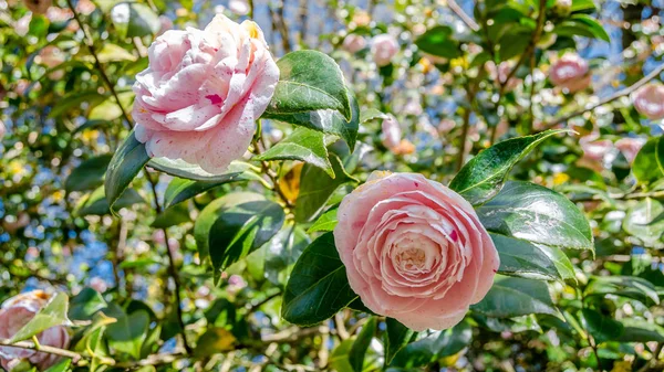 Camelia Květin Květu Během Jarní Galicii Severní Španělsko — Stock fotografie