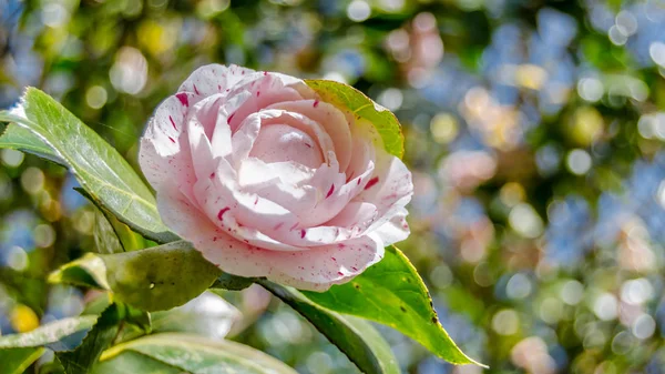 Camelia Květin Květu Během Jarní Galicii Severní Španělsko — Stock fotografie