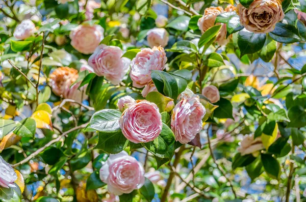 Camelia Flowers Blossom Springtime Galicia Northern Spain — Stock Photo, Image