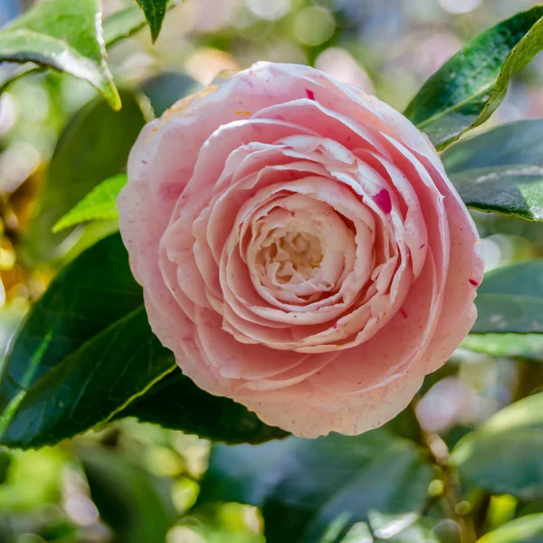 Camelia Květin Květu Během Jarní Galicii Severní Španělsko — Stock fotografie